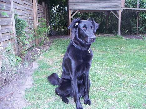 Blanding af racer Molly |aflivet|  <'3 billede 2