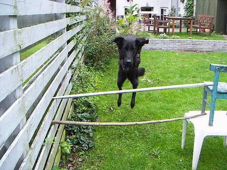 Blanding af racer Molly |aflivet|  <'3 - Molly springer højt :o billede 3