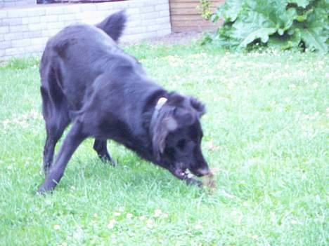 Blanding af racer Molly |aflivet|  <'3 billede 4