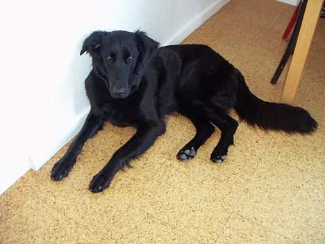 Blanding af racer Molly |aflivet|  <'3 billede 5