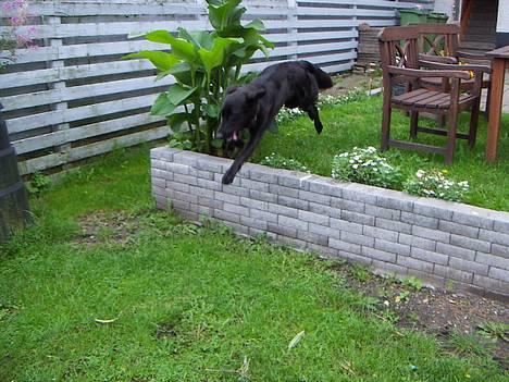 Blanding af racer Molly |aflivet|  <'3 - Hopla! billede 6