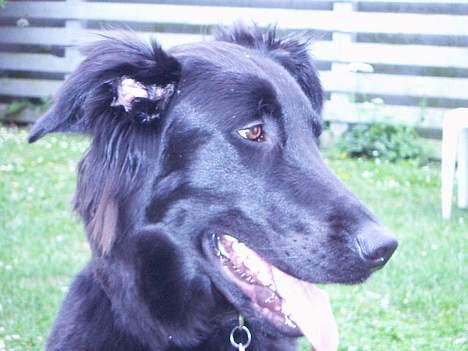 Blanding af racer Molly |aflivet|  <'3 billede 7