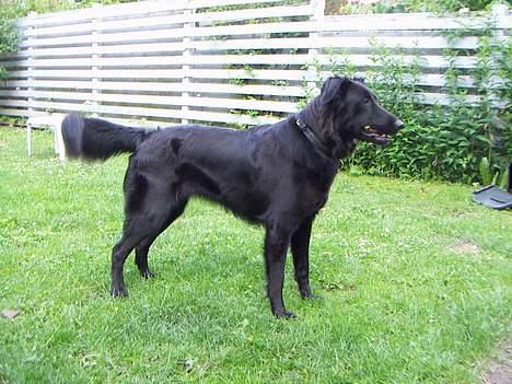 Blanding af racer Molly |aflivet|  <'3 billede 8