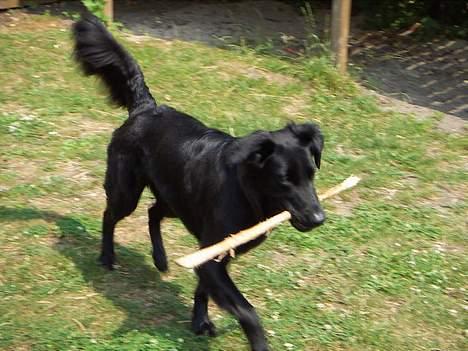 Blanding af racer Molly |aflivet|  <'3 billede 9