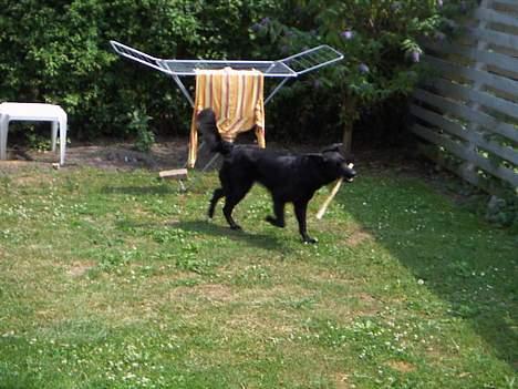 Blanding af racer Molly |aflivet|  <'3 billede 10