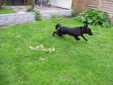 Blanding af racer Molly |aflivet|  <'3 - Molly løber stærkt! billede 11