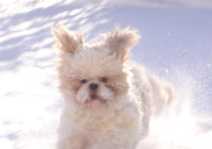 Shih tzu Georg - Her kommer jeg :) billede 1