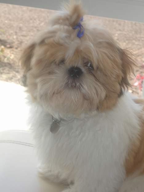 Shih tzu Georg - Lækkert hår ikk :) billede 2