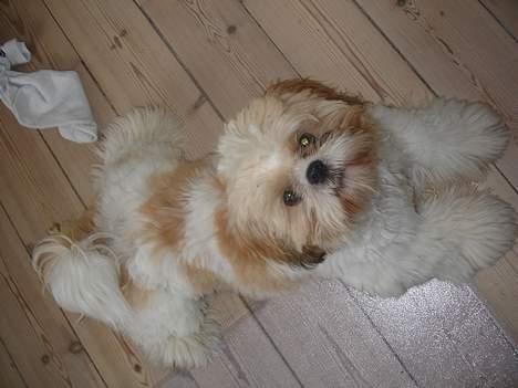 Shih tzu Georg - tager lige en slapper billede 3