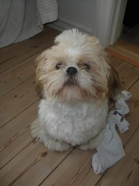 Shih tzu Georg billede 4