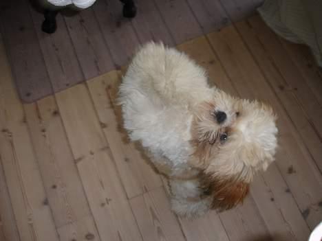 Shih tzu Georg billede 5