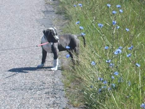 Blanding af racer Tazz - den store verden billede 8