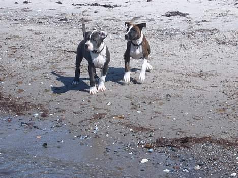 Blanding af racer Tazz - er vi ik dejlige  billede 9