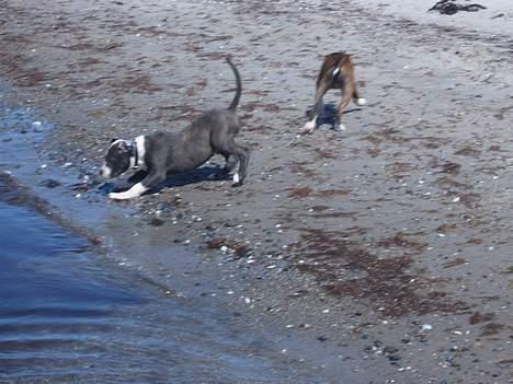 Blanding af racer Tazz - dejligt at bade billede 10