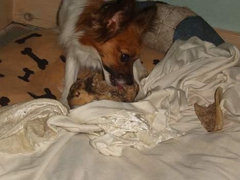 Papillon Daisy billede 10