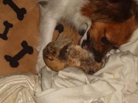 Papillon Daisy billede 11