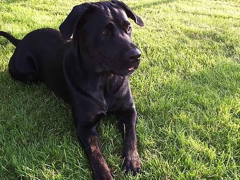 Blanding af racer Freya  *Død 28/09-2007* billede 1