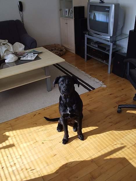 Blanding af racer Freya  *Død 28/09-2007* - er jo lidt af en fotomodel billede 2