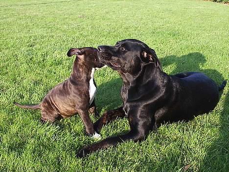 Blanding af racer Freya  *Død 28/09-2007* - leger lidt med Tyson min "bror" billede 3