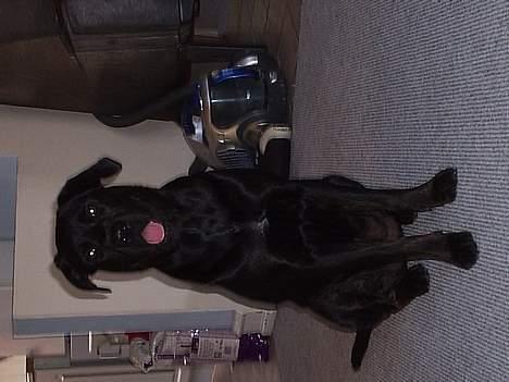 Blanding af racer Freya  *Død 28/09-2007* - sidder bare her og ser fin ud, (gid mor bare snart var færdig) billede 5