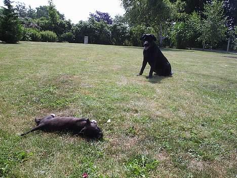 Blanding af racer Freya  *Død 28/09-2007* - skal du bare ligge der kom dog og leg billede 6