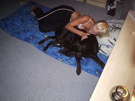 Blanding af racer Freya  *Død 28/09-2007* - tager lige en lur sammen med mor og tyson billede 7