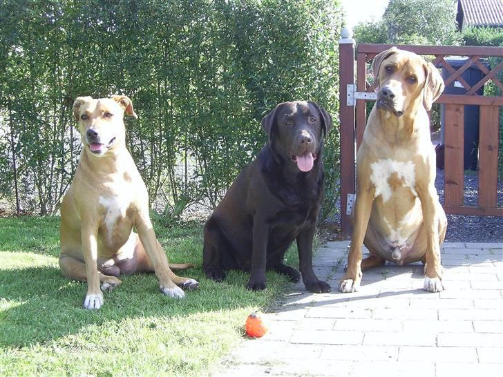 Rhodesian ridgeback pluto - Friends forever... billede 18