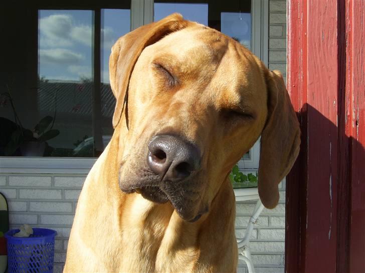 Rhodesian ridgeback pluto - Kineser Plut:) billede 19