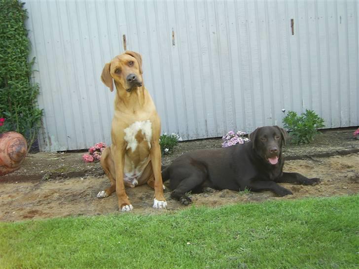 Rhodesian ridgeback pluto - Er vi ikke dejlige??? billede 20