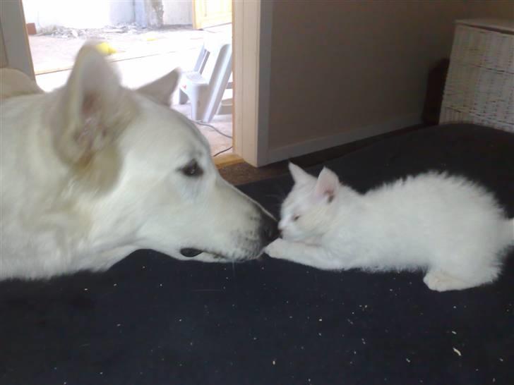 Hvid schæfer bailey the trucker baby! (død) - hvad???? billede 18