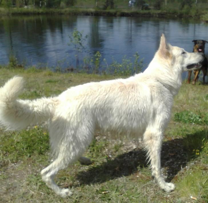 Hvid schæfer bailey the trucker baby! (død) - min pige er blevet stor billede 20