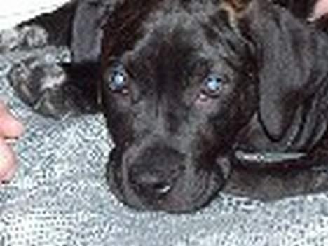 Blanding af racer Eika billede 7