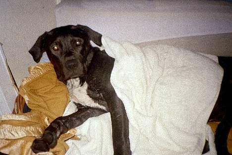 Blanding af racer Eika billede 8