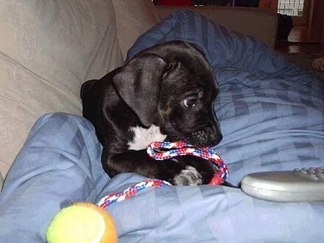 Blanding af racer Eika billede 9