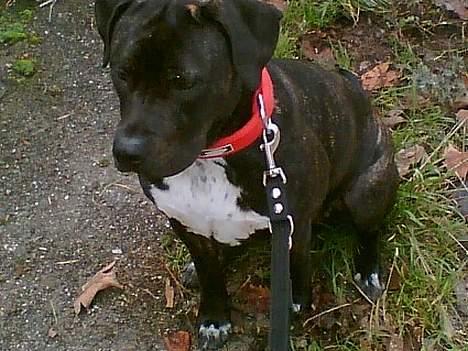 Blanding af racer Eika billede 10