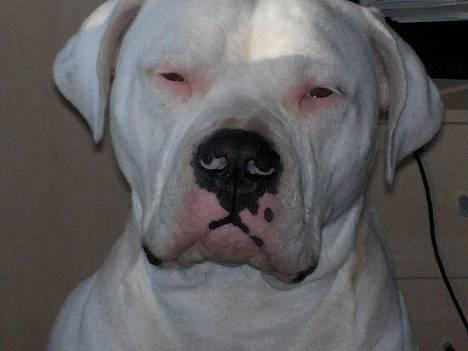 Amerikansk bulldog bongo - jeg er lidet træt far  billede 7