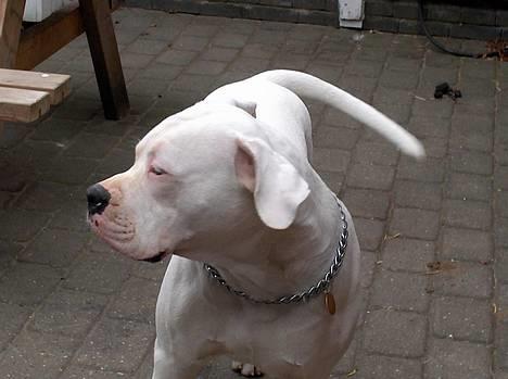 Amerikansk bulldog bongo - så nu er jeg blive noget stør er jeg ikke flot´ billede 8