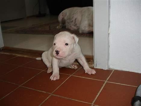 Amerikansk bulldog bongo - skal jeg side her og glo far billede 9