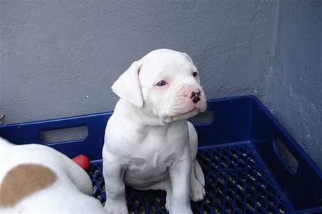 Amerikansk bulldog bongo - ja kom du bare and så tag jeg dig billede 10