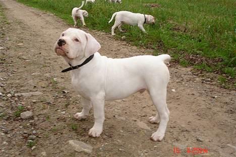 Amerikansk bulldog bongo - hvad skal jeg så nu far... billede 11