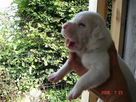 Amerikansk bulldog bongo - gab er lidet træt efter jeg har ligge ind i min mors mave så jeg tag mig en lur billede 12