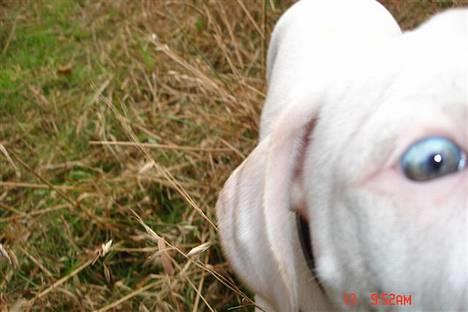 Amerikansk bulldog bongo - kom tætter på far så kan jeg bid dig tuden billede 13