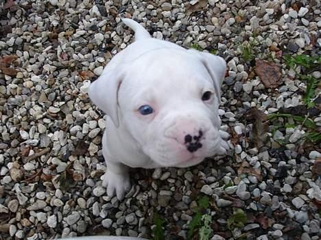 Amerikansk bulldog bongo - far må jeg kom op til dig og slik dig i hovde billede 14