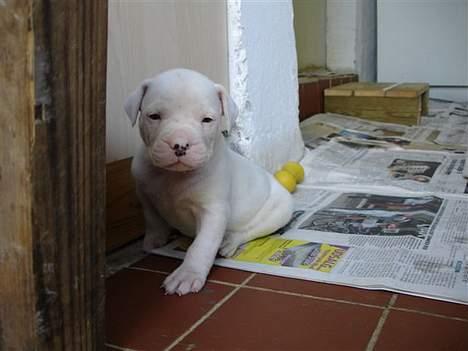 Amerikansk bulldog bongo - far hvad har jeg nu gjort billede 15