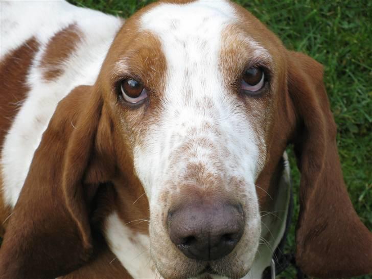 Basset hound ¤Malina¤ billede 1