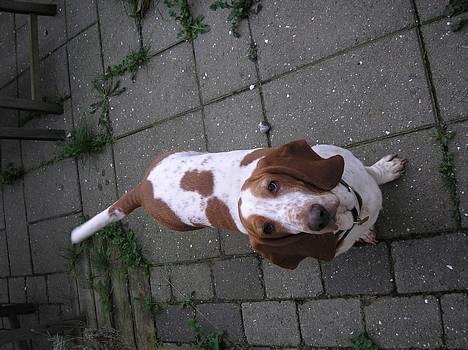 Basset hound ¤Malina¤ billede 2