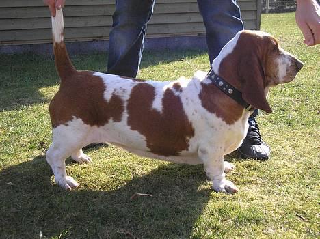 Basset hound ¤Malina¤ billede 3