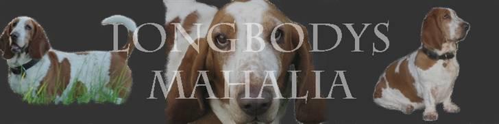 Basset hound ¤Malina¤ billede 4