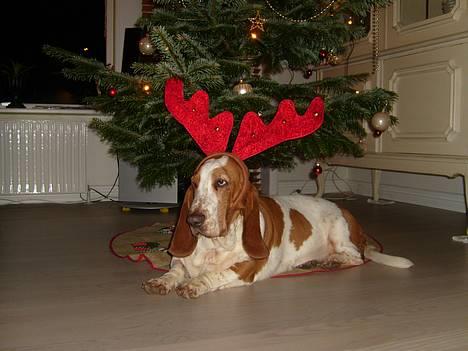 Basset hound ¤Malina¤ billede 5