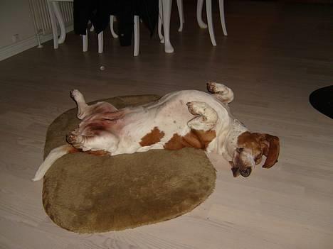 Basset hound ¤Malina¤ billede 6